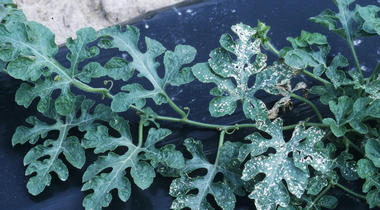 U.S. EPA finalizes new, stronger safety measures for pesticide paraquat