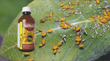 Chlorpyrifos 40% EC