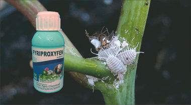 Pyriproxyfen 100 g/l EC